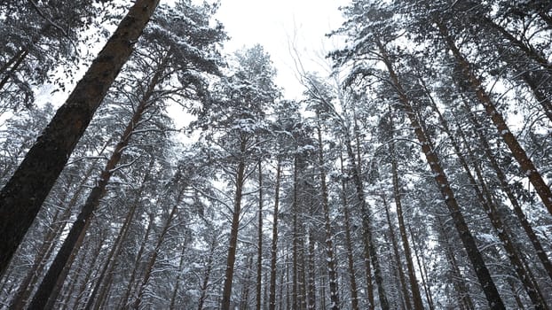 View of forest and tops of crowns in winter. Media. Lively look at winter forest with tree crowns. Vertical panning of forest on winter day.