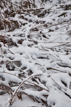 Untouched Winter Magic in Whitehurst Nature Preserve, Fort Wayne - A Serene Snowy Landscape Reflecting Nature's Resilience