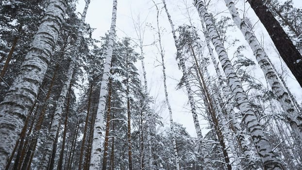 View of forest and tops of crowns in winter. Media. Lively look at winter forest with tree crowns. Vertical panning of forest on winter day.