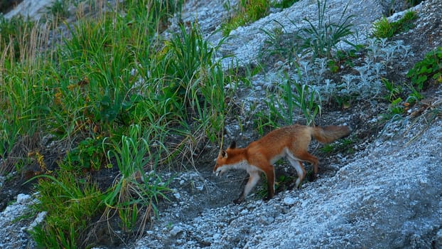 Wild fox in nature in summer. Clip. Shooting beautiful red fox in wild. Red fox runs on rocky slope with green grass. Nature and wild animals.