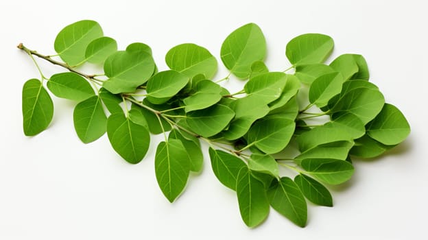 Green Moringa leaves  on white background with clipping path. Studio shot.Generate Ai