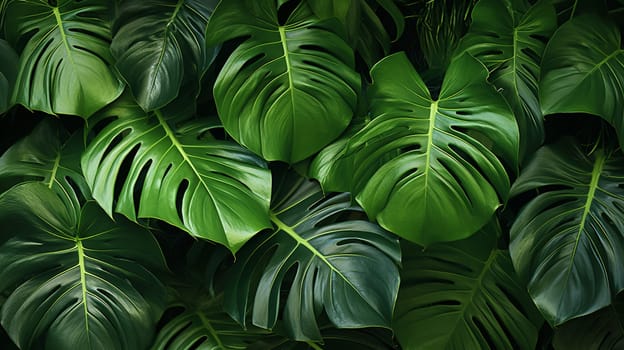 Tropical green leaves background. Monstera deliciosa plant. , Generate AI