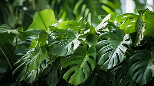 Tropical green leaves background. Monstera deliciosa plant. , Generate AI