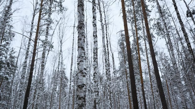 View from below of beautiful trees in winter forest on cloudy day. Media. Beautiful tree trunks with bare crowns on snowy winter day. Winter forest with trees in snow.