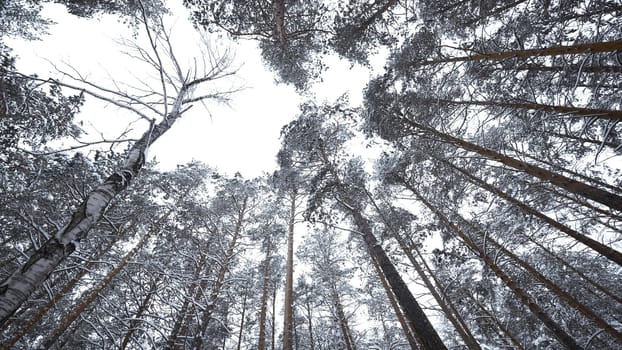 Beautiful view of forest and treetops in winter. Media. Winter forest with pure white snow and bare trees. Beautiful forest on winter day.