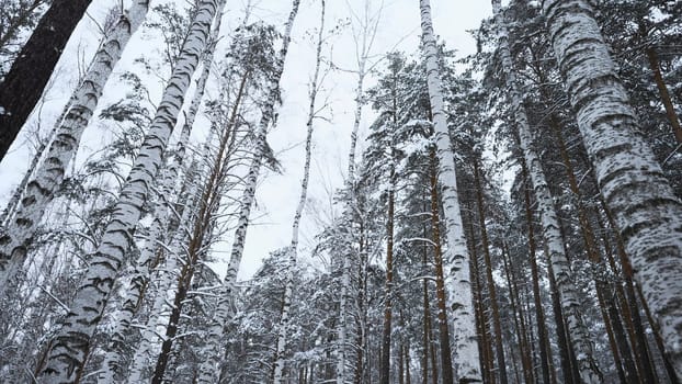 Beautiful view in wild winter forest. Media. Beautiful walk in wild forest on winter day. Camera movement in view of beautiful winter forest.