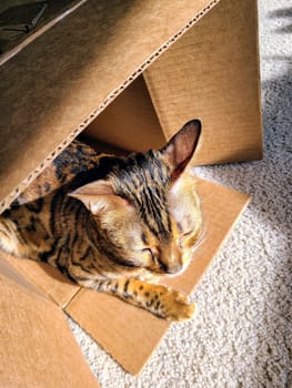 Sunlit Bengal Cat Relaxes in Cardboard Box at Cozy Home in Fort Wayne, Indiana