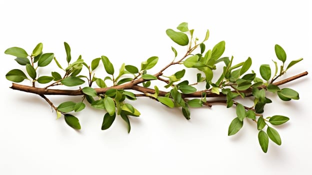 Eucalyptus leaves on white background. Flat lay, top view. Generate AI