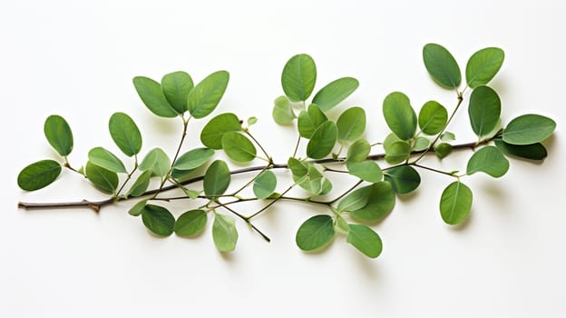 Eucalyptus leaves on white background. Flat lay, top view. Generate AI