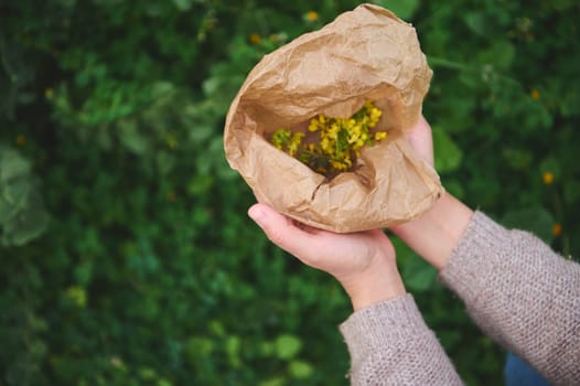 Naturopathy, aromatherapy, herbal alternative medicine. Top view hands of herbalist holding a recyclable paper bag with healing medicinal flowers while collecting healing herbs in the meadow outdoors