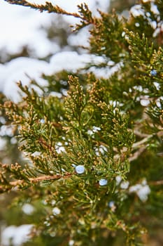 Vibrant winter scene in Fort Wayne, Indiana, showcasing a close-up of a coniferous branch with unique blue accents, nestled in Whitehurst Nature Preserves.