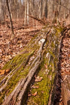 Vibrant Mossy Log in Lindenwood Preserve - A Peaceful Autumnal Scene in Fort Wayne, Indiana's Forest