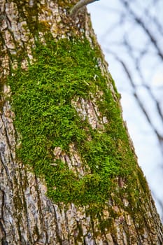 Vibrant Green Moss on Aged Tree Bark in Cooks Landing County Park, Fort Wayne, Indiana - A Winter Day Snapshot of Nature's Artistry