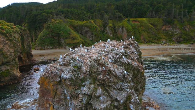 Top view of cliff with flock of seagulls. Clip. Wild coast with marine fauna on rocks in sea. Flocks of seagulls on sea rocks off coast of wild island.