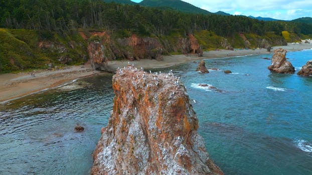 Top view of cliff with flock of seagulls. Clip. Wild coast with marine fauna on rocks in sea. Flocks of seagulls on sea rocks off coast of wild island.