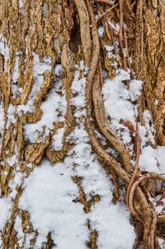 Winter's Embrace on Rugged Tree Bark at Cooks Landing Park, Indiana - A Close-up Study of Nature's Textures and Resilient Growth