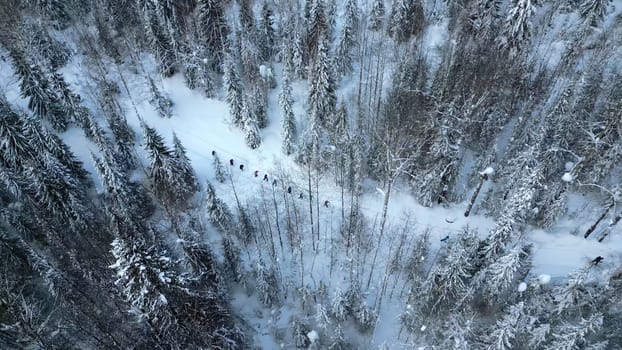 Aerial view of hikers in the pine trees forest, winter landscape, French alps. Clip. Concept of travelling and active lifestyle