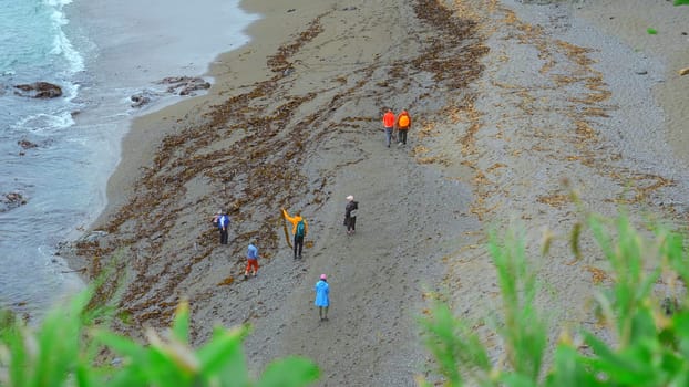 Group of tourists walks on shore of northern coast. Clip. Tourists walk on sandy beach with algae on cloudy day. Tourists on shore with algae after storm.