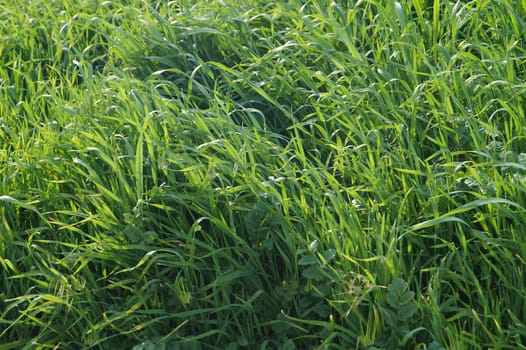 A field of grass is lush and green. High quality photo