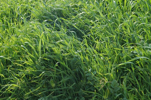 A field of grass is lush and green. High quality photo