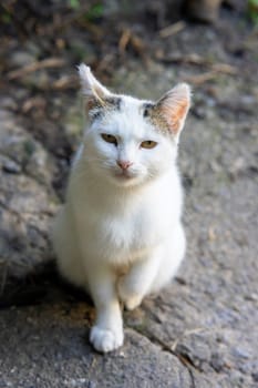 A small white cat with spots on the ears.