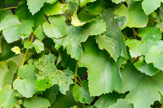 Large and green grape leaves. Fresh grape leaves.