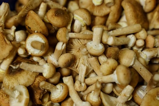 A cluster of assorted mushrooms stacked on a wooden tabletop.