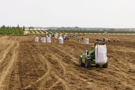 Huevar del Aljarafe, Seville, Spain - June 2, 2023: A tractor pulls a huge sack of potatoes across a dusty field in the countryside.