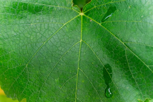 A large and green grape leaf close-up.