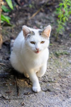 A little village cat sits outside and meows.