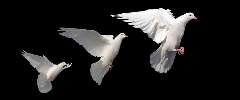 white doves, birds of peace in flight isolated on a black background, world peace