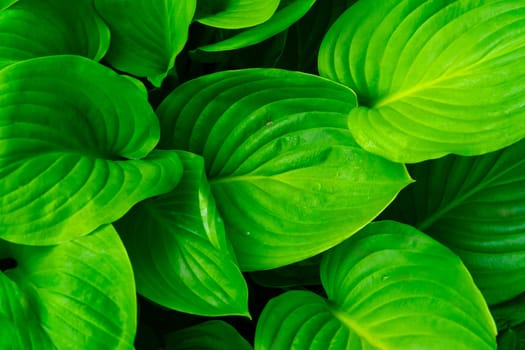 Perennial hosta plant. Background of large and green hosta leaves.