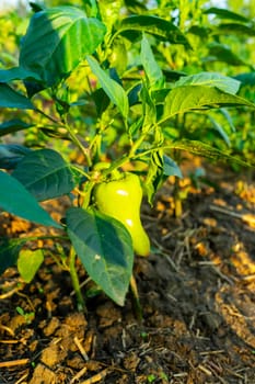 Green bell pepper ripens in the sun.