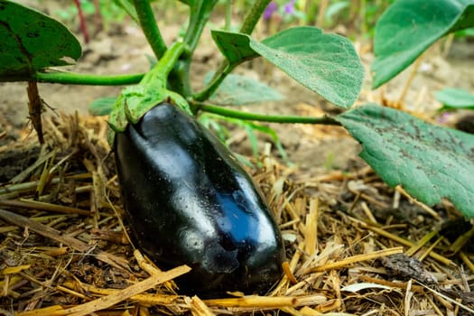 A young black eggplant ripens on a bush.