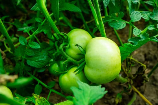 Growing tomatoes. Green tomatoes grow on a bush.