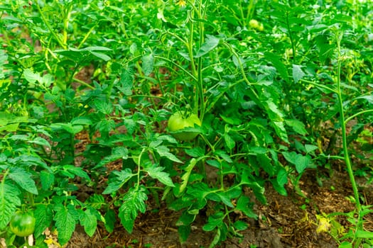 Green tomato bushes with unripe tomatoes.