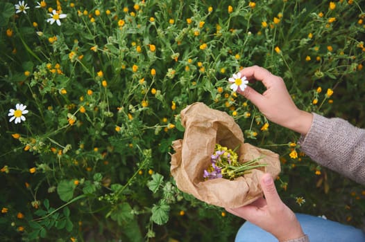 Closeup herbalist woman collects calendula and chamomile flowers, prepares ingredients for traditional medicine or healing tea. The concept of naturopathy and herbal holistic medicine. View from above