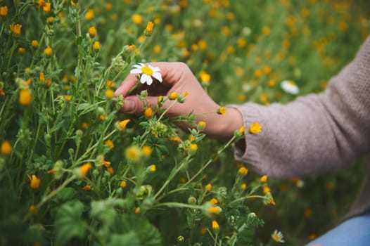 Closeup hands of female botanist pharmacist herbalist collects chamomile flowers, preparing ingredients for traditional medicine or healing tea. The concept of naturopathy and herbal holistic medicine