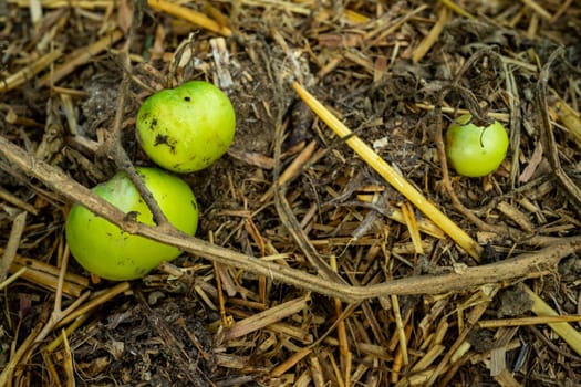 Death of diseased tomatoes. Green tomatoes on a dry bush.