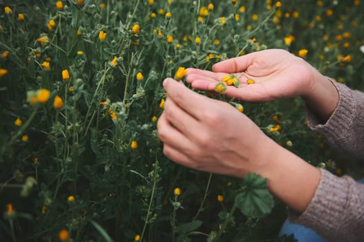 Closeup herbalist hands hold picked calendula flowers, collect healing medicinal herbs and plants in the nature, preparing ingredients for herbal tea and medicines. Naturopathy as alternative medicine