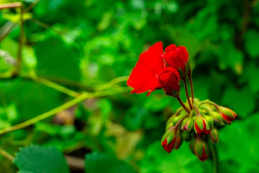 Several red flowers on a defocused green background. Copy space.