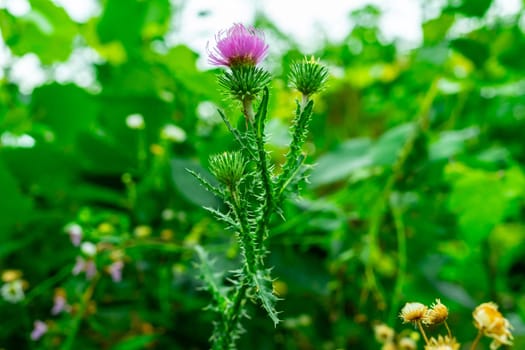 Purple thistle flowers on a green background.