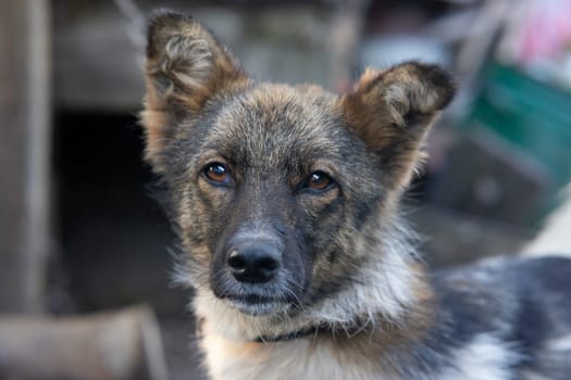 Close-up of a serious face of a domestic dog.