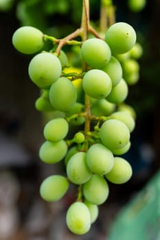 Bunch of green grapes close-up.