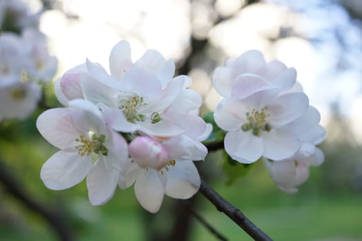 Apple blossom close-up. Apple blossoms on a tree branch.