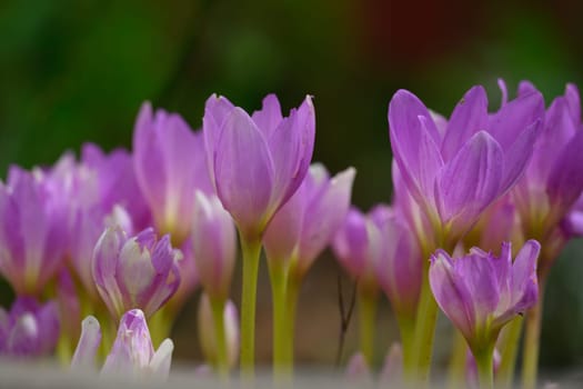 Blooming purple crocuses in the garden, close up 