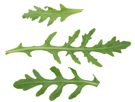 Green leaf of arugula on a white isolated background, ingredient for salad. Set