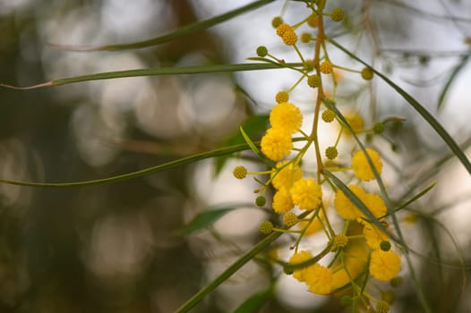 Yellow mimosa flowers. Close up. Spring, Womens day, Easter greeting card. Nature background 1