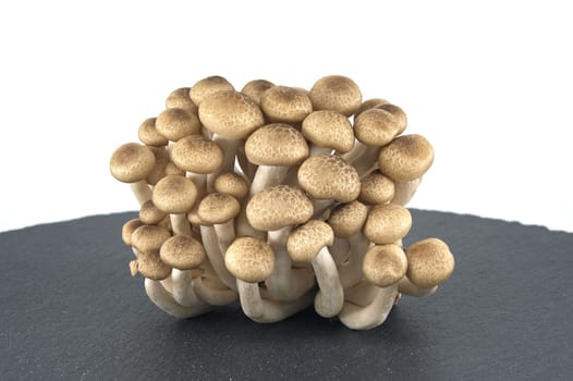 Group of Shimeji mushrooms arranged on black stone plate over white background, beech mushrooms (Hypsizygus tessellatus)