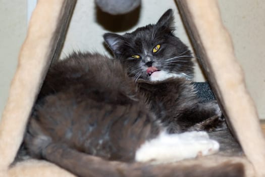 Playful gray shaggy cat at home close up